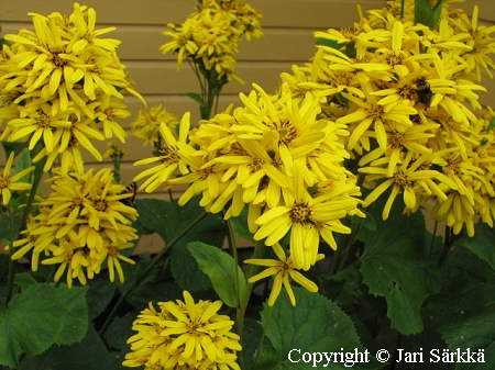 Ligularia 'Striking Yellow', loistonauhus